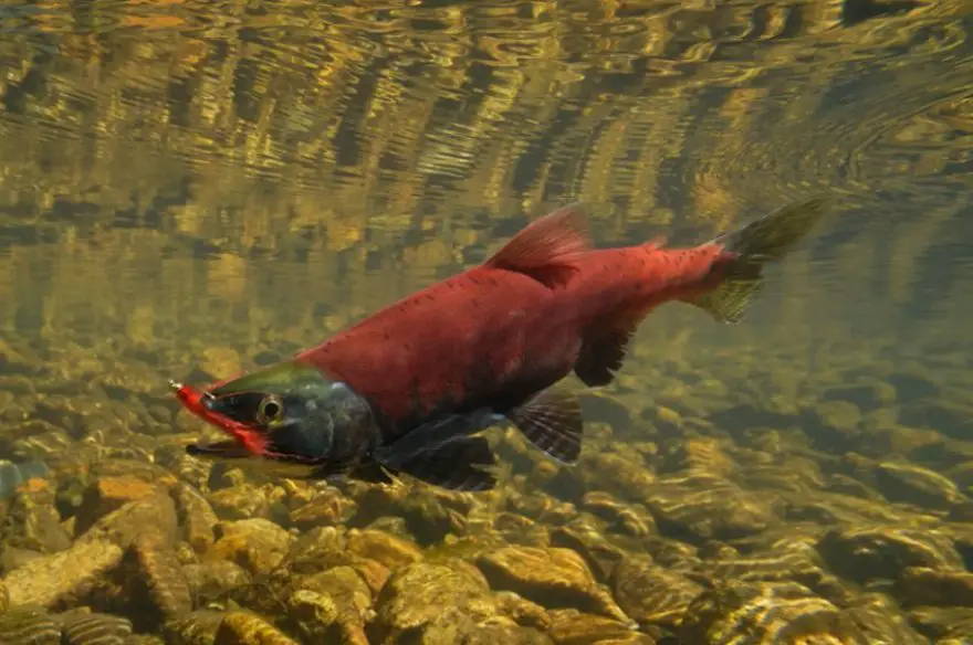 Find Out All About Kokanee Salmon Fishing in Colorado