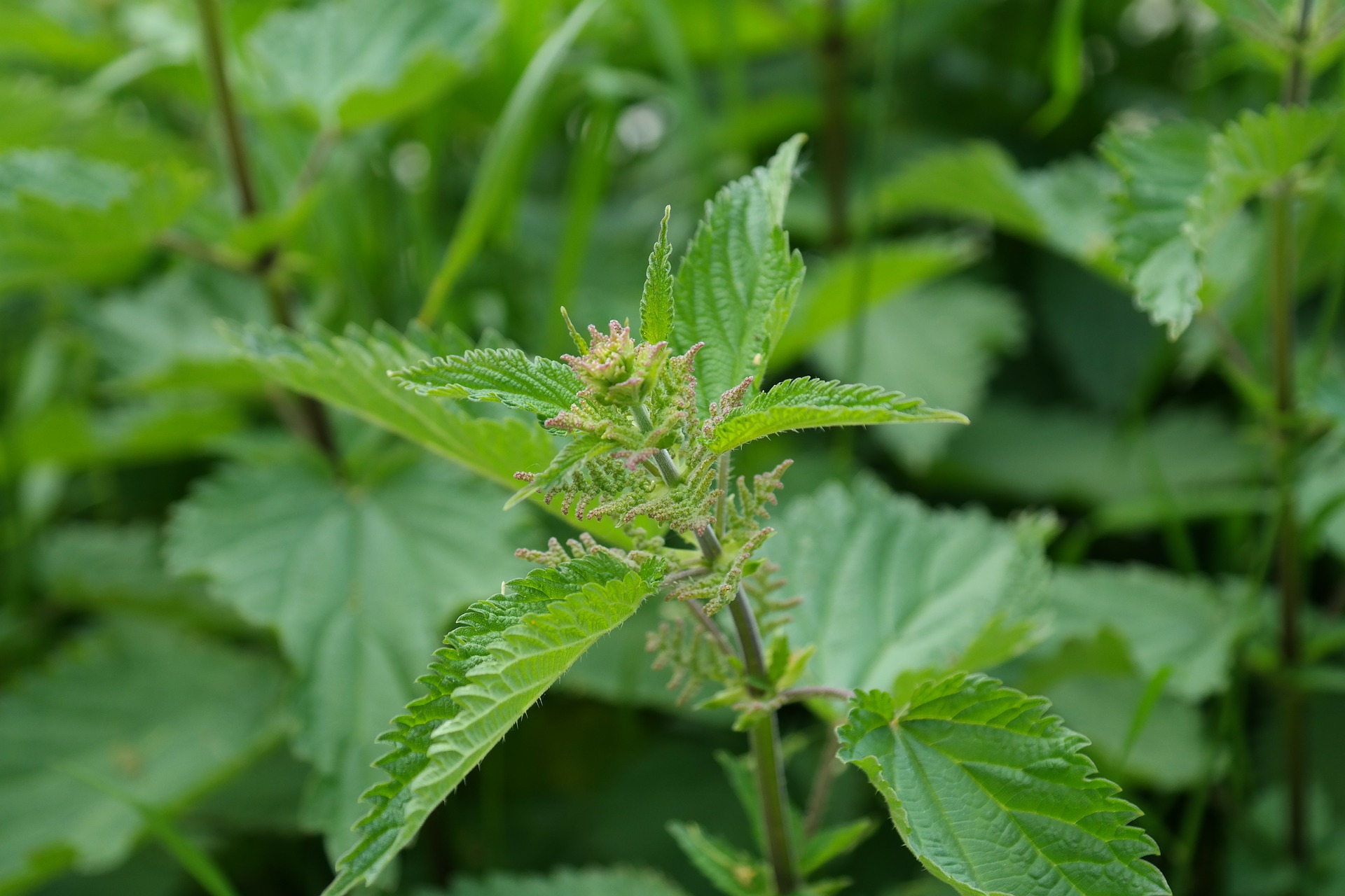 The Best Recipes Containing Stinging Nettle | Gearweare.net