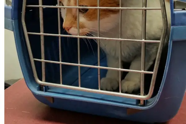 best pet carriers Reviewed GearWeAre