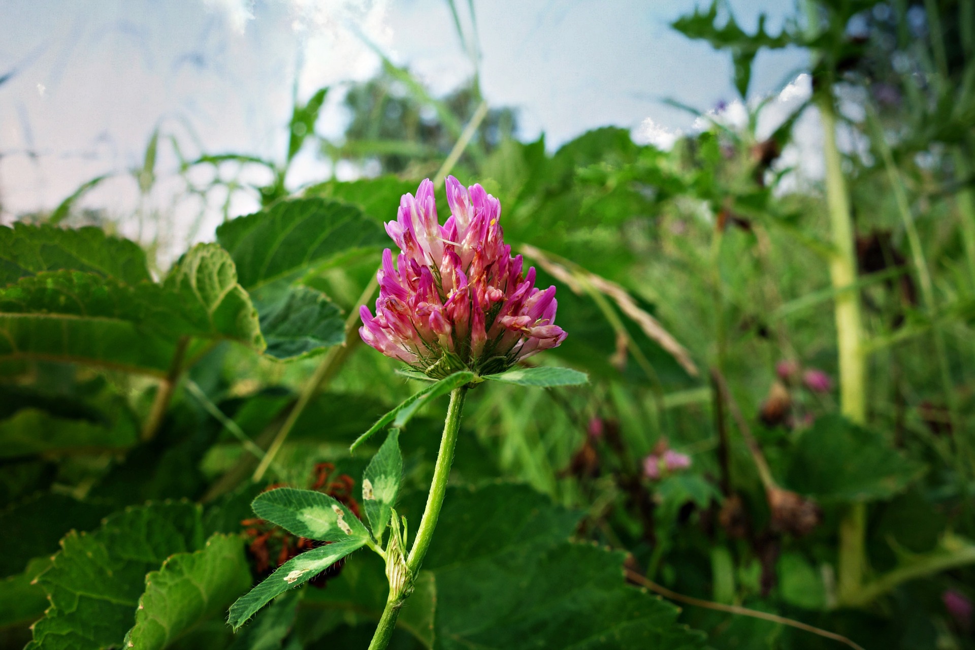 Our Full Wild Edible Profile Of Clover | Gearweare.net