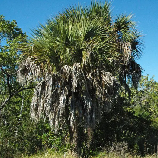 Our Wild Edibles Profile Of The Cabbage Palm | Gearweare.net