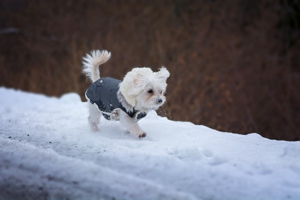 Best Dog Coats Reviewed GearWeAre