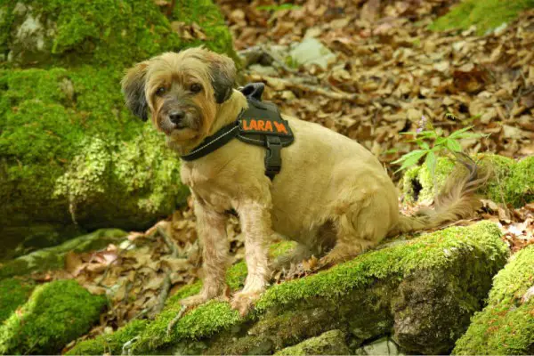 Best Dog Harness 2018 GearWeAre