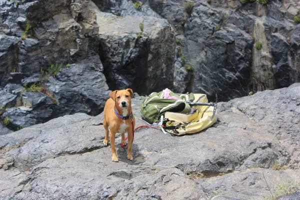 Best Dog Backpacks Reviewed GearWeAre