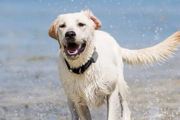 Best GPS Dog Trackers Reviewed 2018 GearWeAre