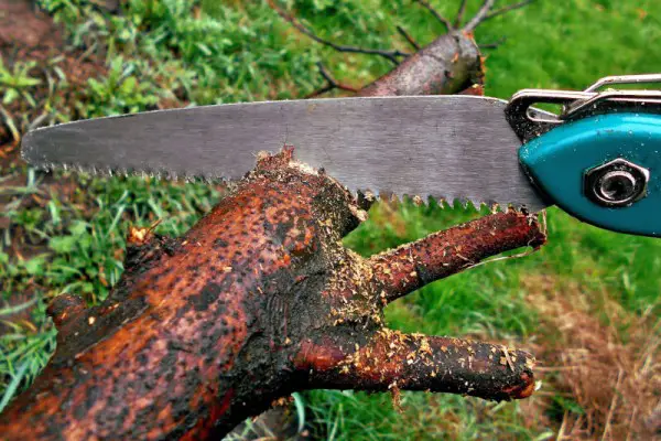 Best Camping Saws Reviewed 2018 GearWeAre
