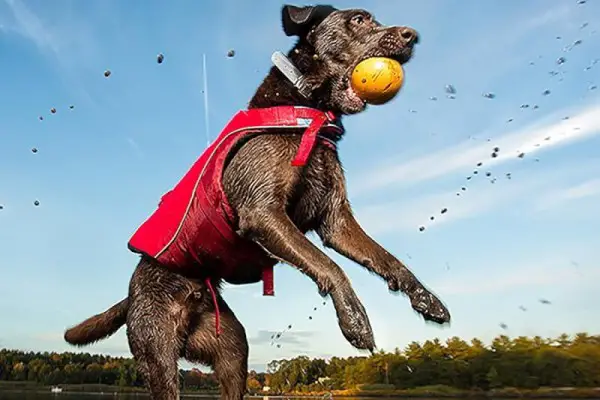 Best Life Jackets For Dogs Reviewed 2018 GearWeAre
