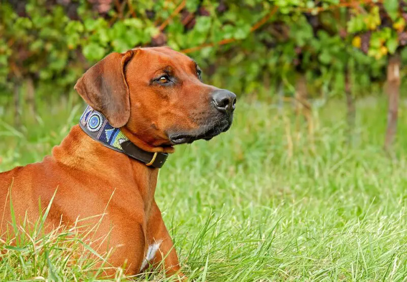 Best Dog Collars Compared & Reviewed 2022