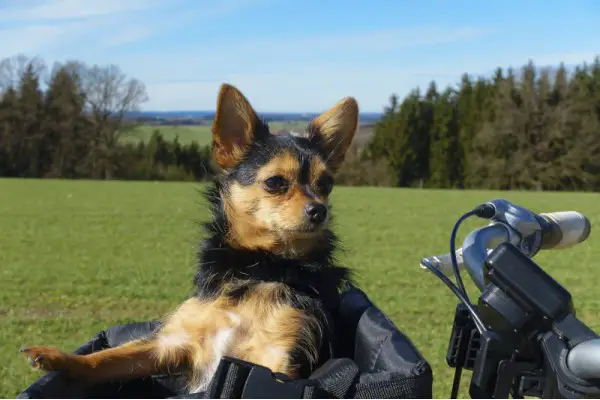 Best Dog Basket For Bike Reviewed 2018 GearWeAre