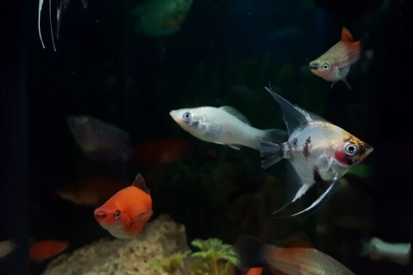 10 Best Fish Tanks for Beginners Reviewed 2018 GearWeAre