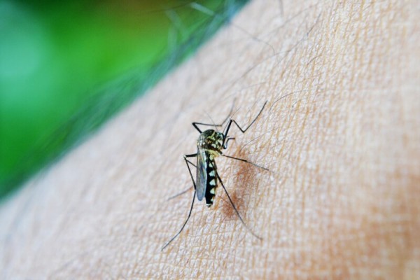 10 Best Mosquito Foggers
