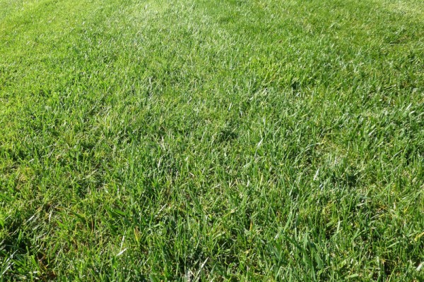 Best Lawn Fertilizer Reviewed 2018 GearWeAre