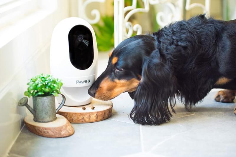 Best Dog Cameras Reviewed in 2024