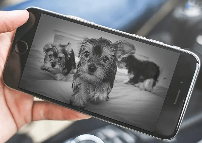 Furbo Dog Camera Reviewed in 2019 GearWeAre