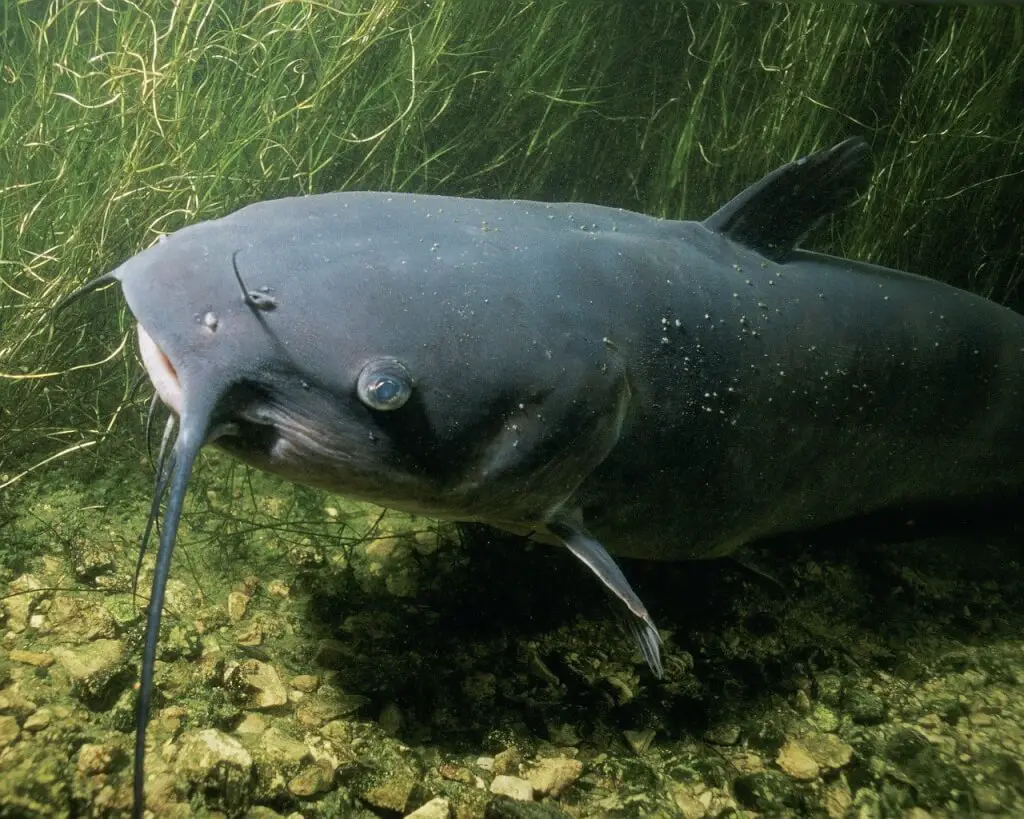 Catfish Lifespan How Long Do They Live? GearWeAre