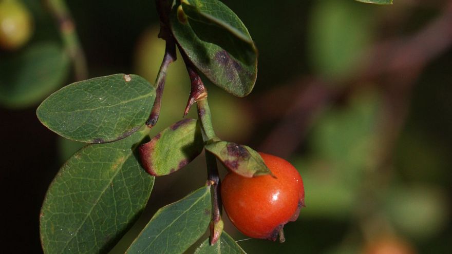 Wild Food Profile: Red Huckleberry
