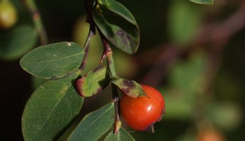 Wild Food Profile: Red Huckleberry