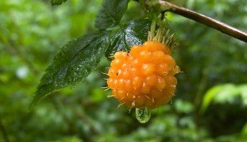 Best Salmonberry Recipes GearWeAre