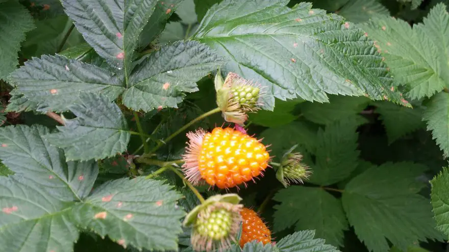 Wild food Profile: Salmonberry