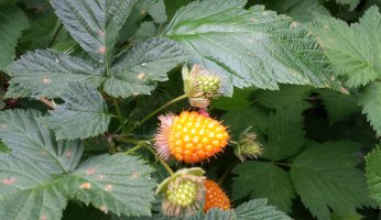 Wild food Profile: Salmonberry