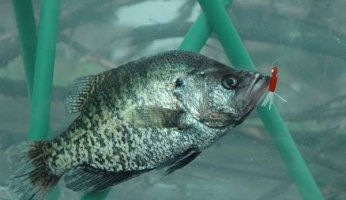Crappie Fishing Tips and Tricks