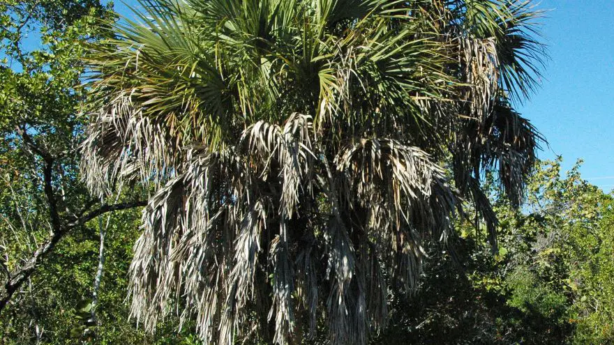 Wild Edibles Profile: Cabbage Palm