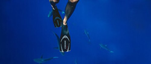 Dive and Snorkel Gear