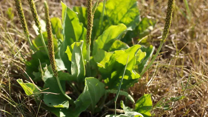 10 of the many edible plants found around the Gulf Coast