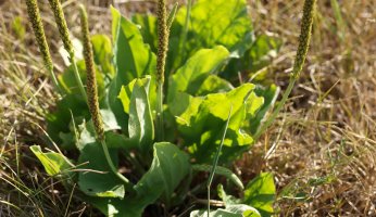 10 of the many edible plants found around the Gulf Coast