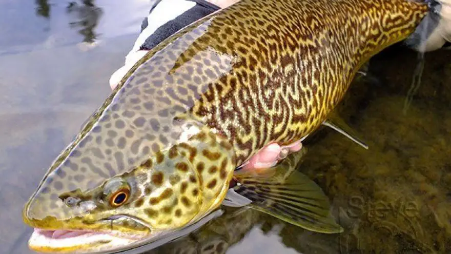 Arkansas Trout Fishing