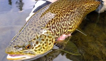 Arkansas Trout Fishing