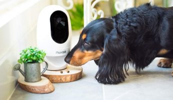 The Best Dog Cameras Reviewed 2019 GearWeAre