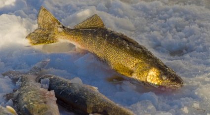 Catching Your Limit of Walleye