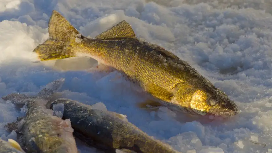 Catching Your Limit of Walleye