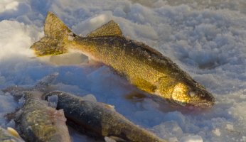 Catching Your Limit of Walleye