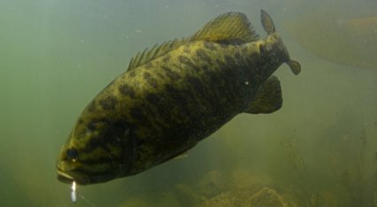 Catching Smallmouth in Southern Missouri