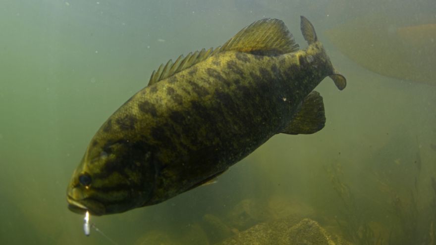 Catching Smallmouth in Southern Missouri