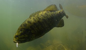 Catching Smallmouth in Southern Missouri