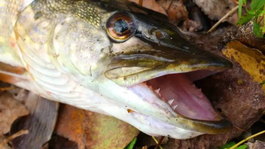 5 Dangerous Fish You Might Encounter & How to Handle Them