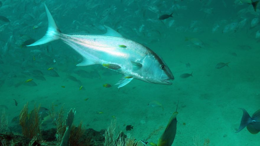 Amberjack in April