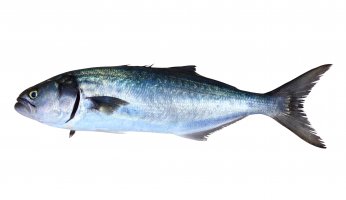 Fishing for Northeast Bluefish