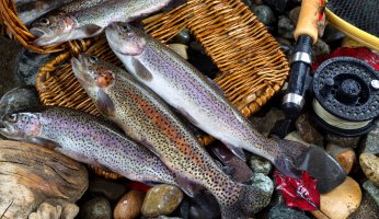 Winter Trout Fishing