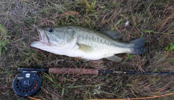 Bass on the Fly