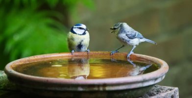 10 Best Bird Baths Reviewed 2018 GearWeAe