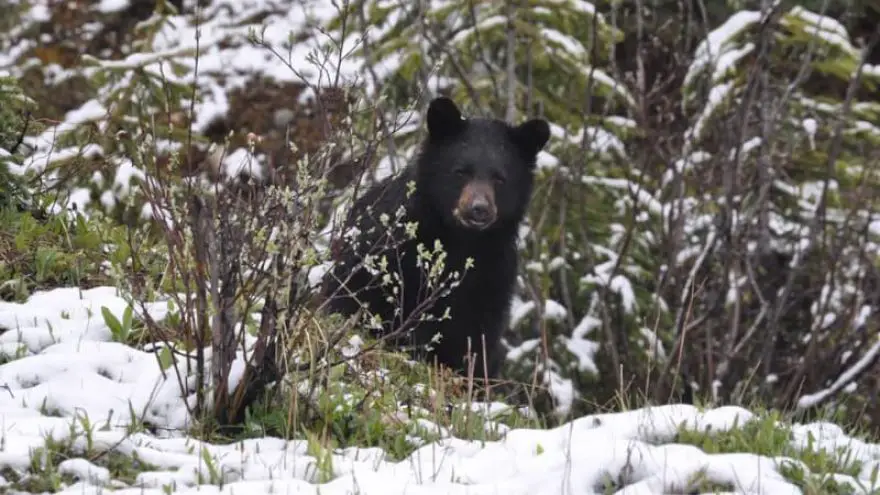 Bear Safety Basics 2019 GearWeAre