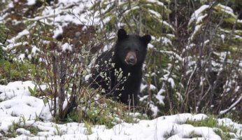 Bear Safety Basics 2019 GearWeAre