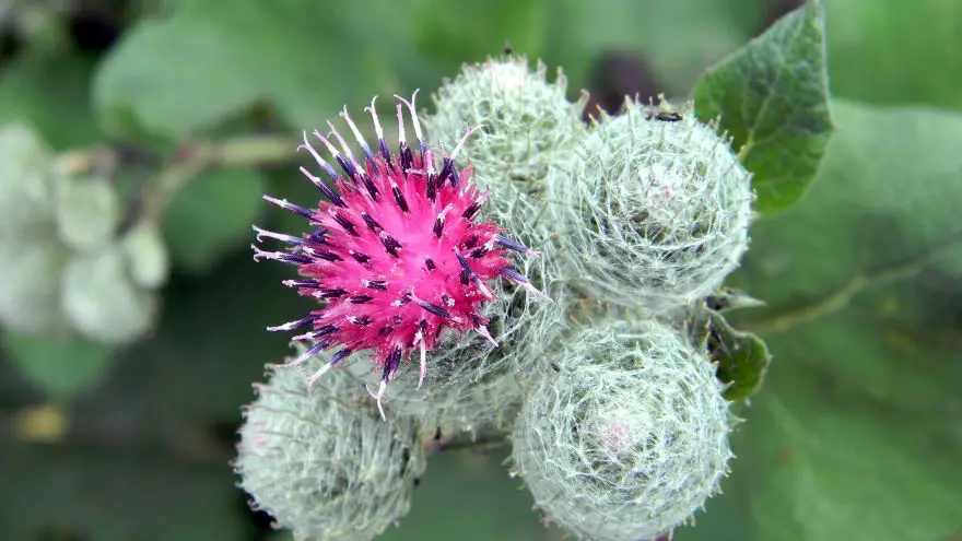 Wild Food Profile of Burdock