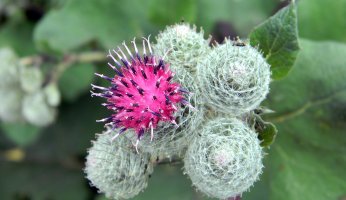 Wild Food Profile of Burdock