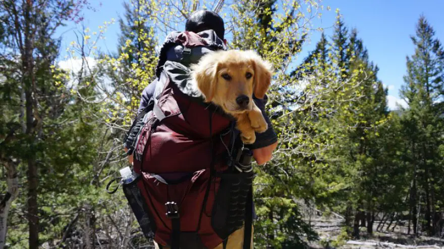 Hiking with Dogs -the ins and outs GearWeAre