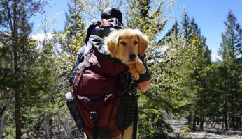 Hiking with Dogs -the ins and outs GearWeAre